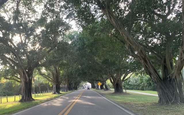 Ficus trees with thick, root-wrapped trunks arching over SE Bridge Road on Jupiter Island, a two-lane road with grass shoulders and a yellow warning sign ahead
