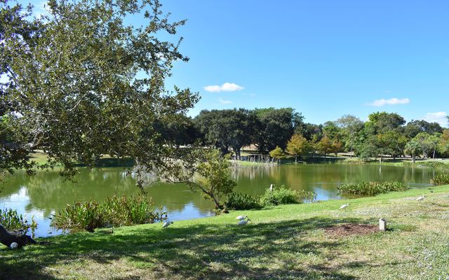 A pond at Indian RiverSide Park in Jensen Beach, with white wading birds on the grassy bank, oak trees across the water and a blue sky with a few small clouds