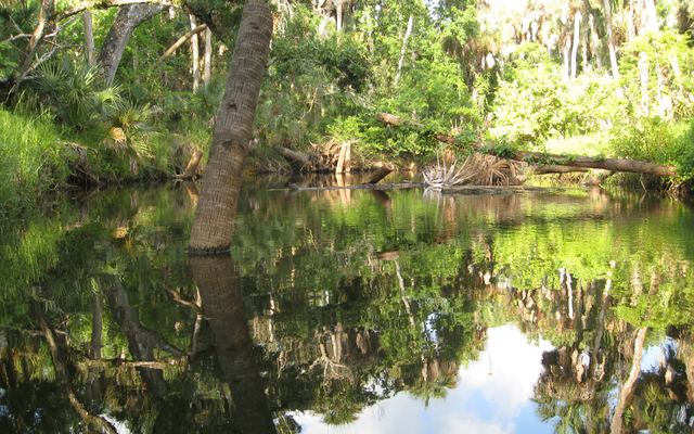 Turkey Creek in Palm Bay: a leaning palm trunk and dense green hammock reflected in still, dark water, with fallen logs across the creek and blue sky and clouds mirrored on the surface