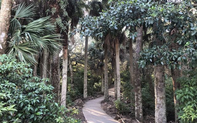 A paved path curving between palms and broadleaf trees at the trailhead of Frenchman's Forest Natural Area in Palm Beach Gardens